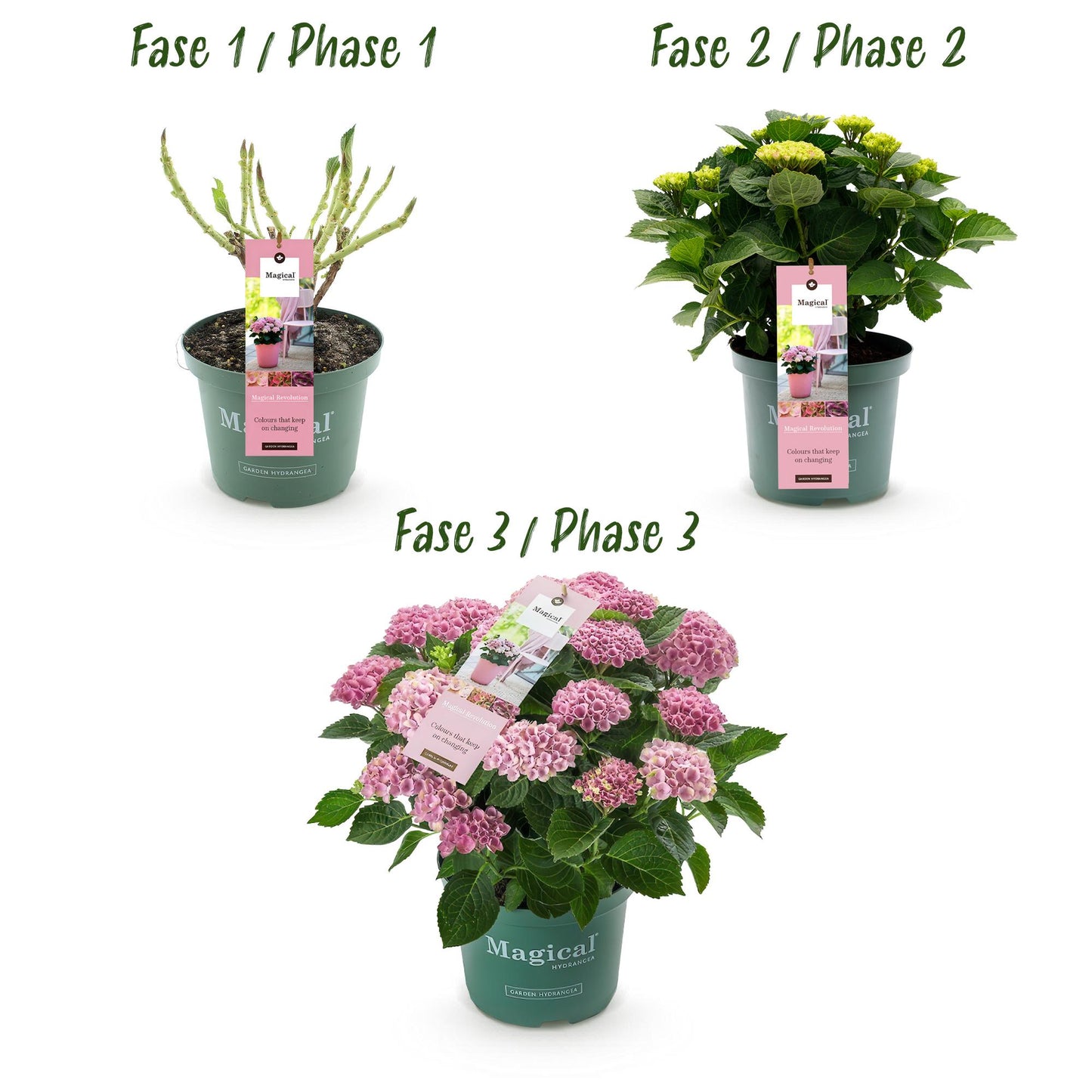 Uteplatsväxt - Hortensia - Hydrangea Magical Revolution Pink - Rosa - 6-10 blommor - Kruka Ø23 cm Höjd 55 cm