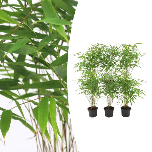 6x Fargesia Rufa Ø13 cm - ↕25 cm Bambus