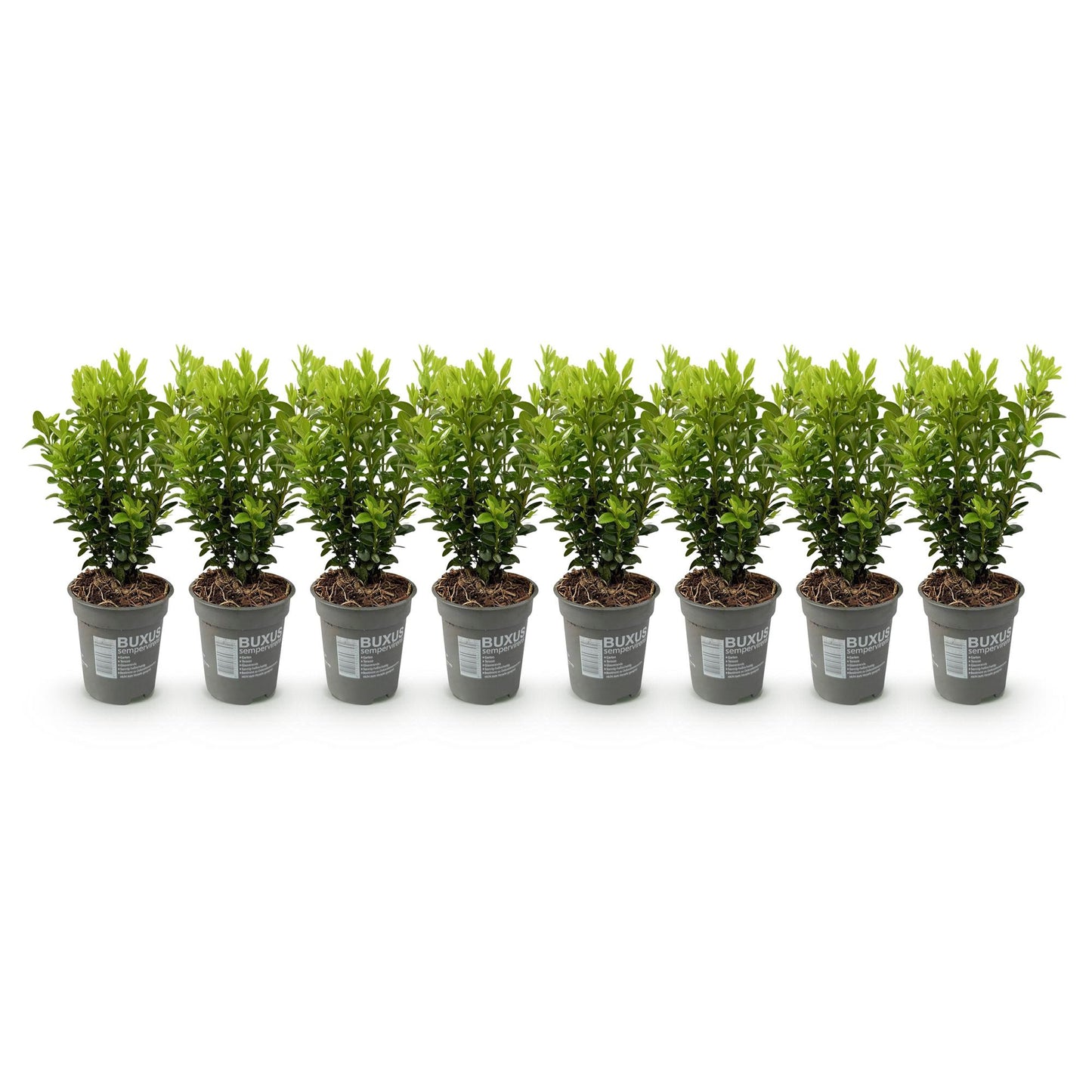 Buxus sempervirens – 8 städsegröna häckväxter – Täcker 1 meter – Höjd 20-25 cm – Kruka Ø9 cm