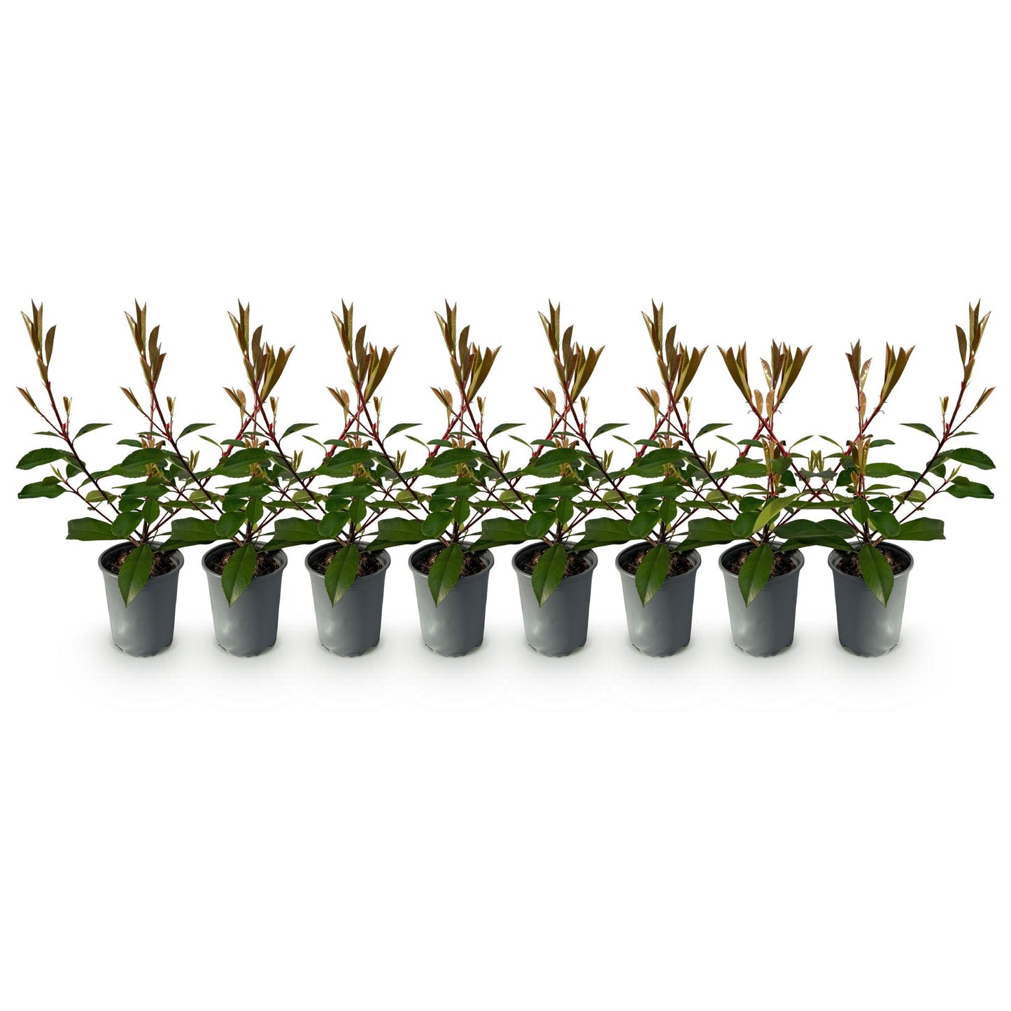 Photinia fraseri 'Red Robin' – 8 stk. stedsegrønne hækplanter med røde og grønne blade – Dækker 1 meter – Højde 30-35 cm – Pot Ø9 cm