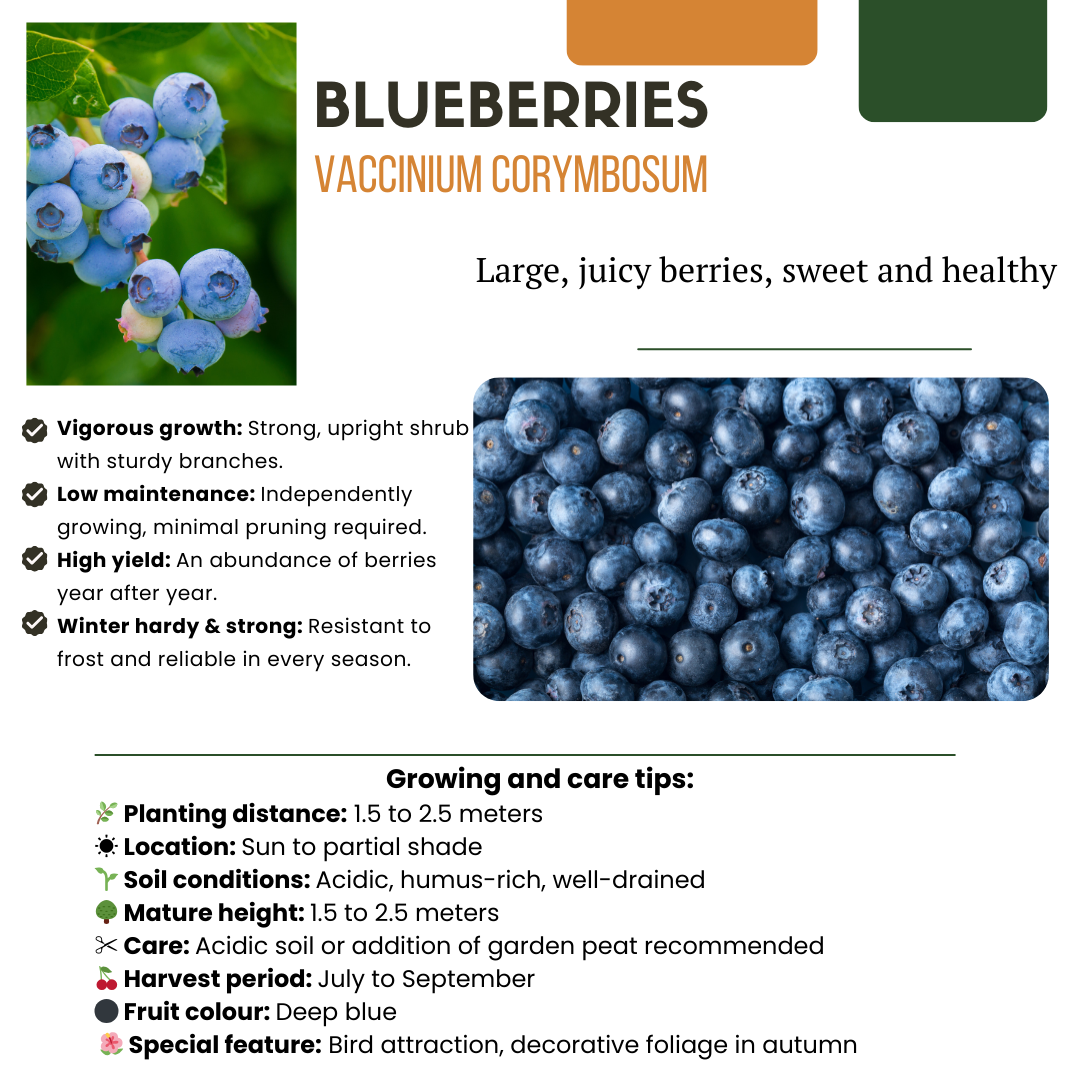 Summer Fruits" BIO Frugtplanter Mix Sæt med 4 forskellige typer