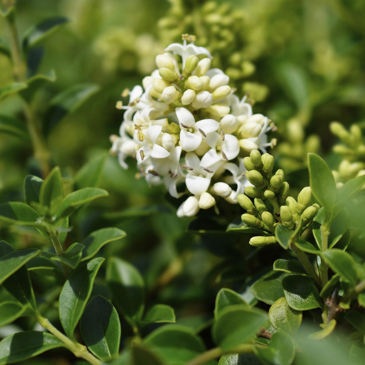 Trädgårdsväxt – Ligustrum delavayanum – Stjälkväxt – Uteplatsväxt – Vintergrön – Lättskött – Kruka Ø19 cm Höjd 90 cm
