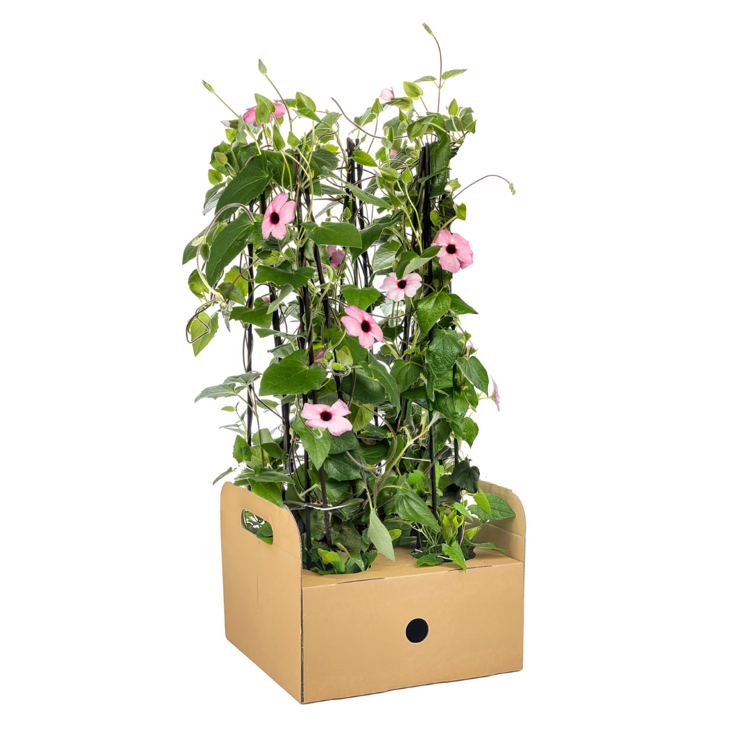 Thunbergia alata Sunny Susy Rose Sensation Ø13 cm - ↕60 cm