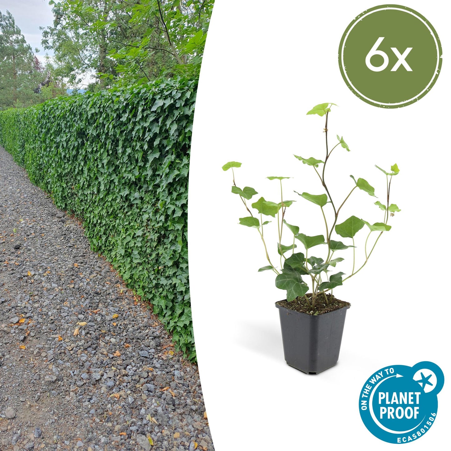 Hedera Hibernica 6x - ↕10-25cm - Ø9cm