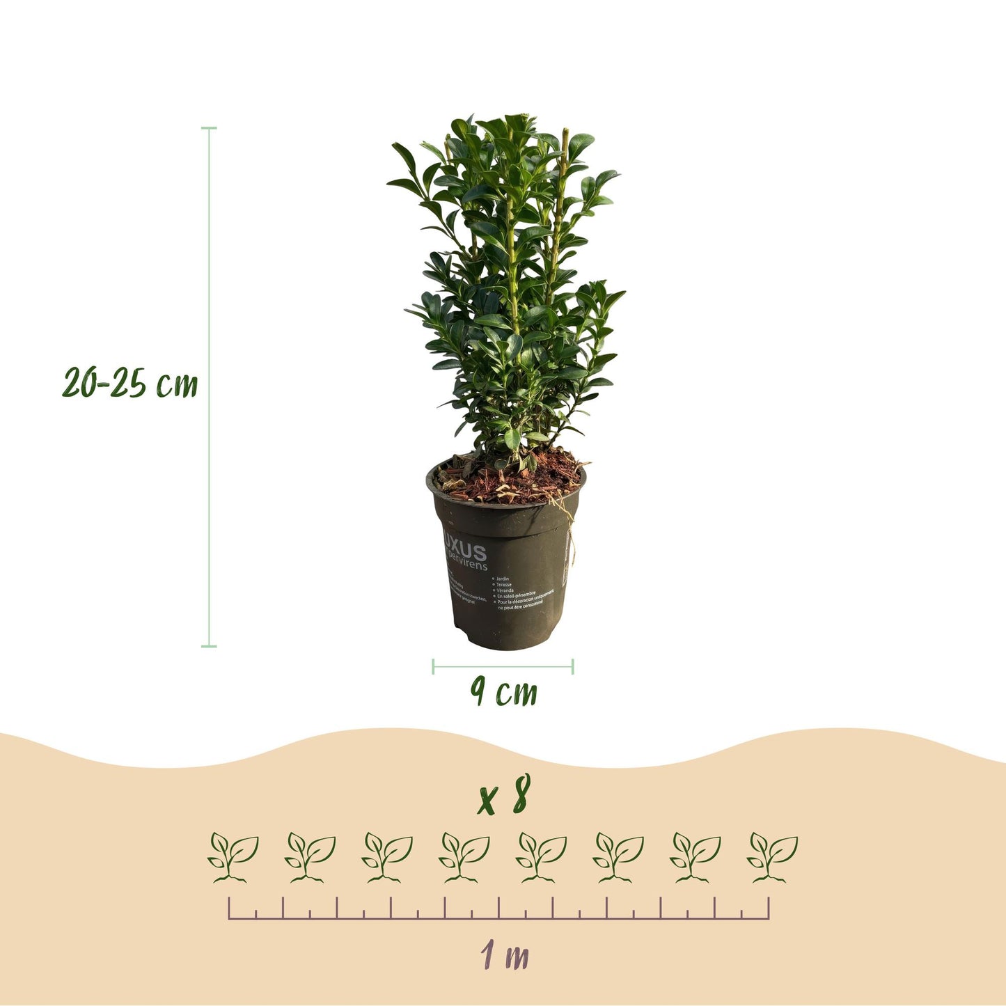 Buxus sempervirens – 8 städsegröna häckväxter – Täcker 1 meter – Höjd 20-25 cm – Kruka Ø9 cm