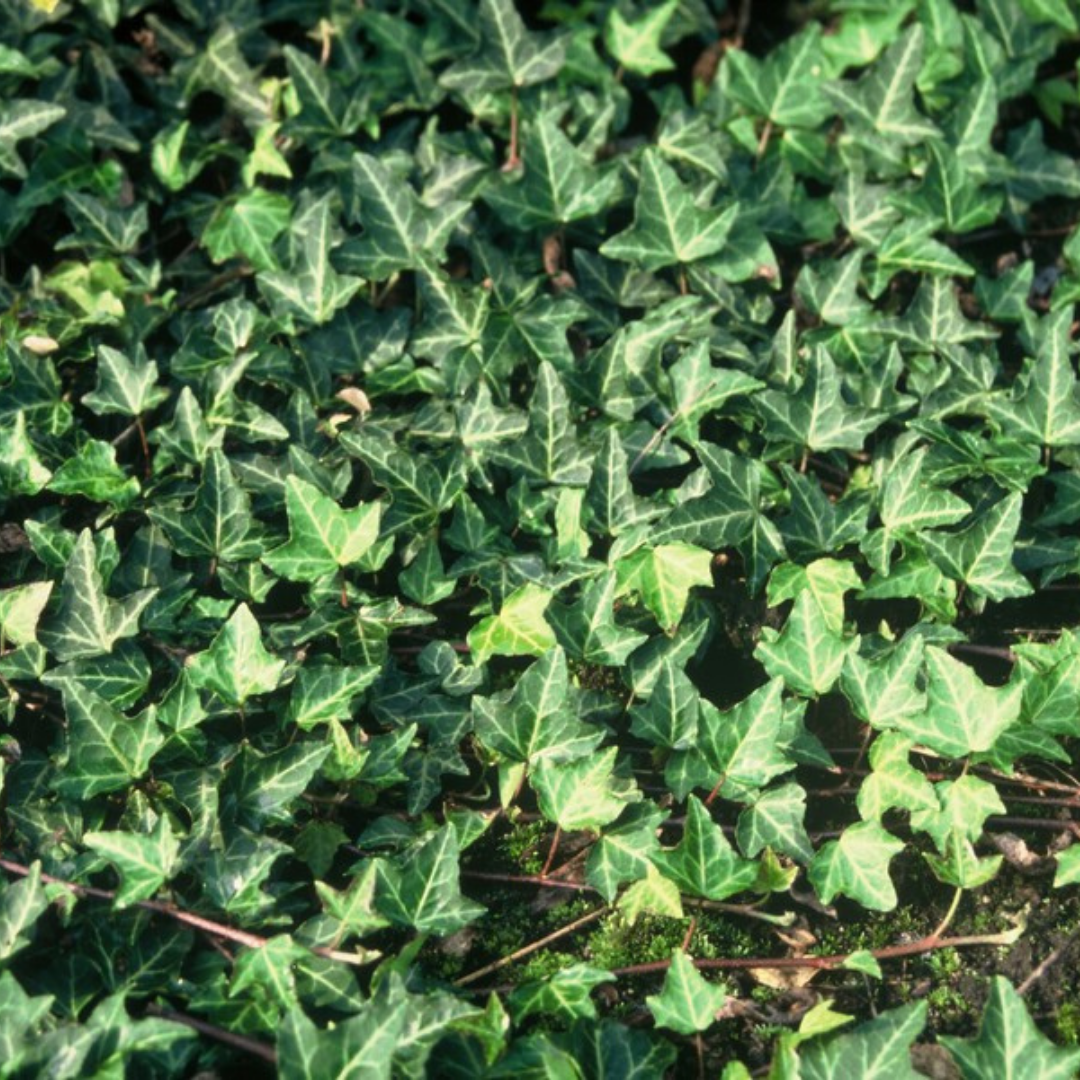 Hedera 'Green Ripple' – 6 Plugs | Grow and Enjoy the Beautiful Climbing Plant