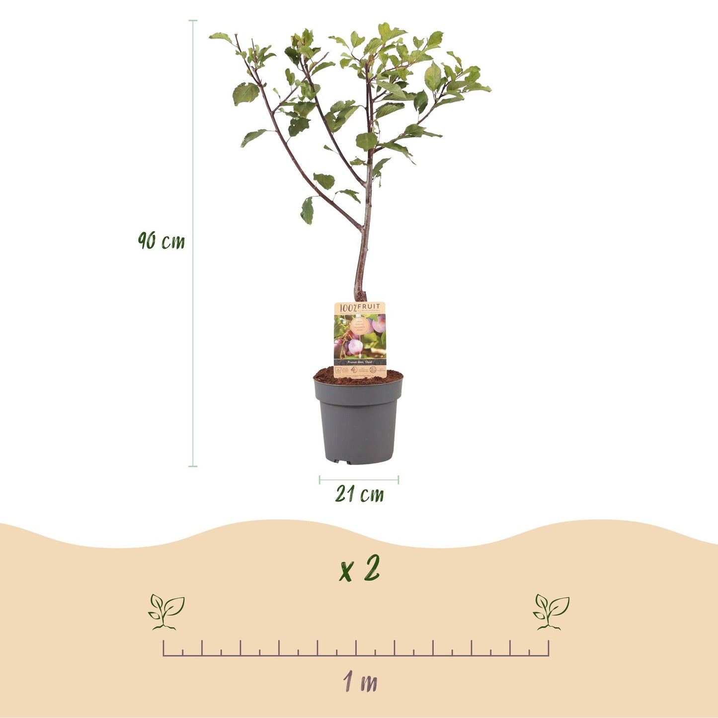 Fruit plant – Plum tree – Prunus domestica 'Opal' – Yellow-red fruit – Pot 21 cm – Height 90 cm