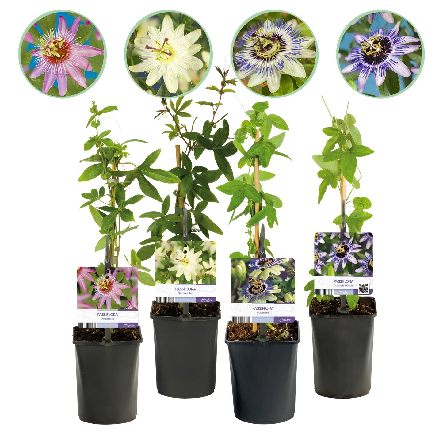 Passionsblomma - Passiflora Rainbow - Blomma Rosa Vit Lila Grön - Lättskött - 4 plantor - Kruka 11 cm Höjd 40 cm