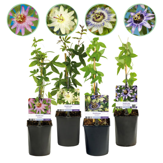 Passionsblomma - Passiflora Rainbow - Blomma Rosa Vit Lila Grön - Lättskött - 4 plantor - Kruka 11 cm Höjd 40 cm