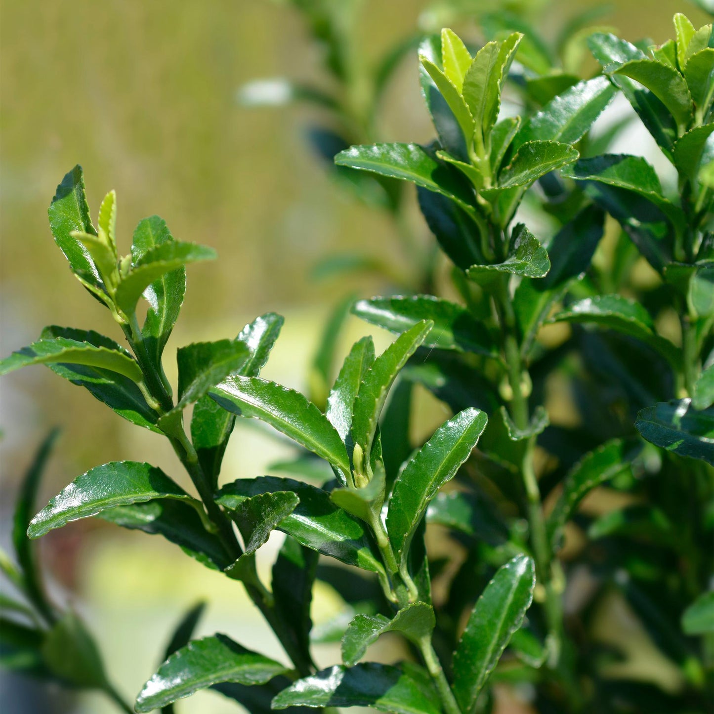 Häckväxt – Euonymus japonicus Grön Grodd – 8 Plantor – 1 Löpmeter – Vintergrön – Kruka 9 cm – Höjd 20-25 cm