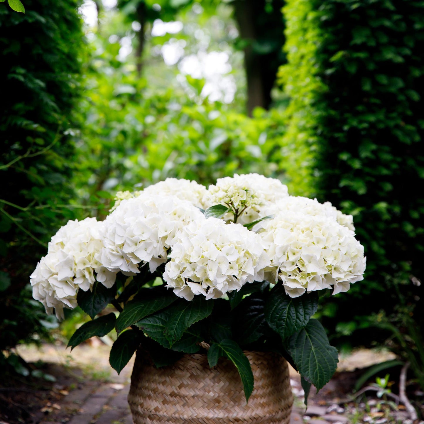 Terrasseplante - Hortensia - Hydrangea Forever & Ever - Hvid - 7-12 Blomster - 2 Planter - Potte 23cm - Højde 55cm