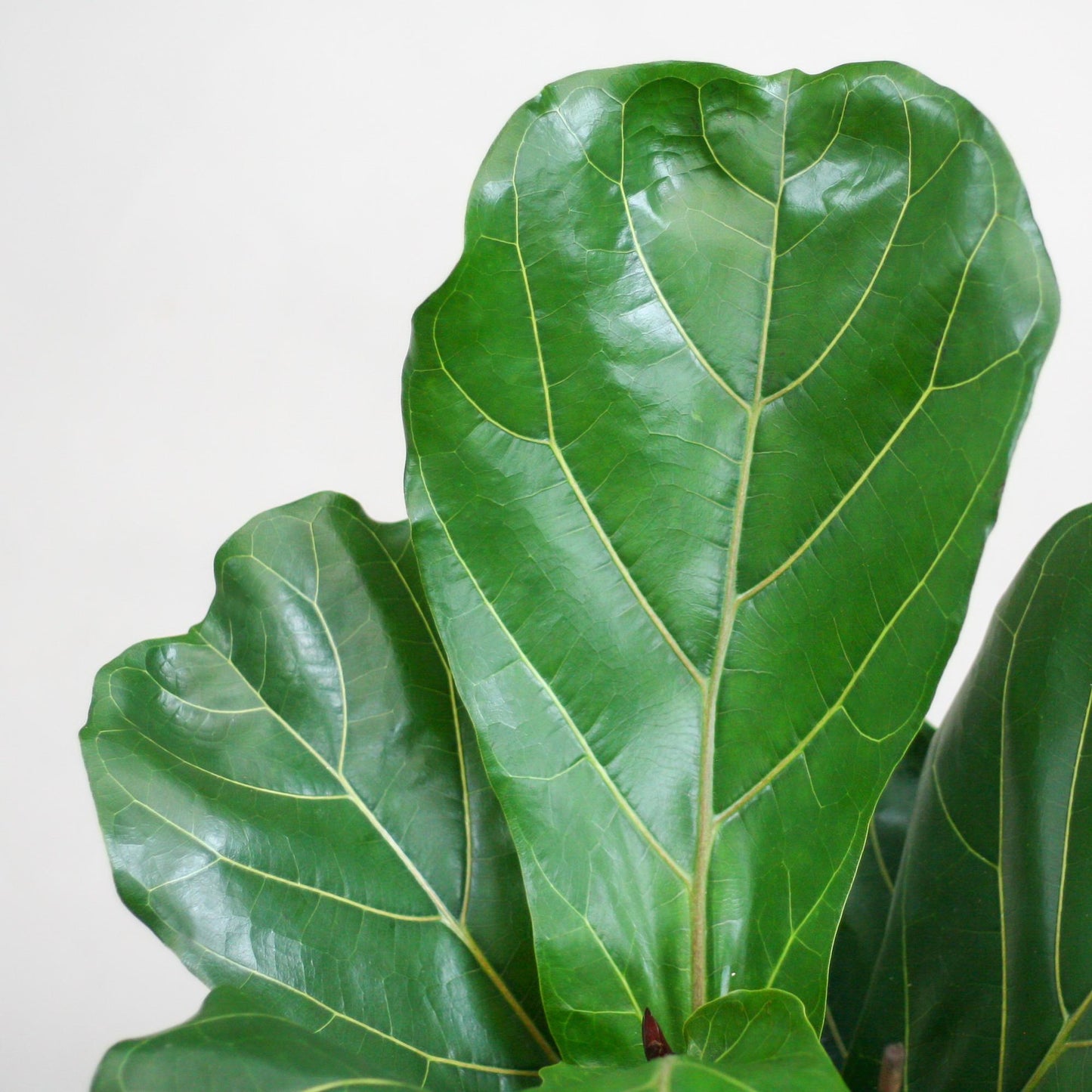 Ficus Lyrata med Viber gryde grå - 80cm - Ø21