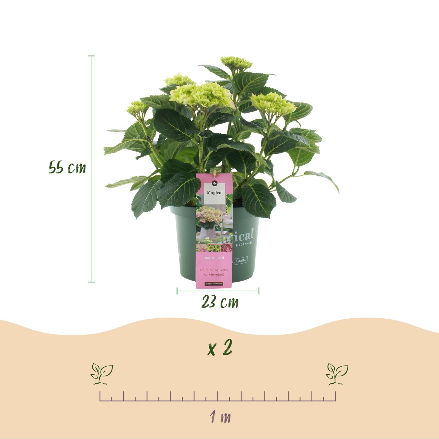 Terrasseplante – Hortensia – Hydrangea 'Magical Jewel Pink' – Lyserød – 6-10 Blomster – 2 Planter – Potte Ø23 cm Højde 55 cm