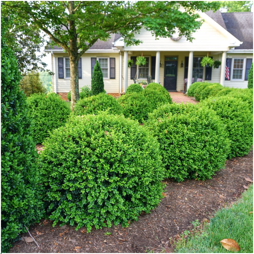 8 x 6-pack Buxus NewGen Freedom – Vinterhärdiga vintergröna buskar – 48 x Ø7 cm – Höjd ca 15 cm | Kompakt buxbom