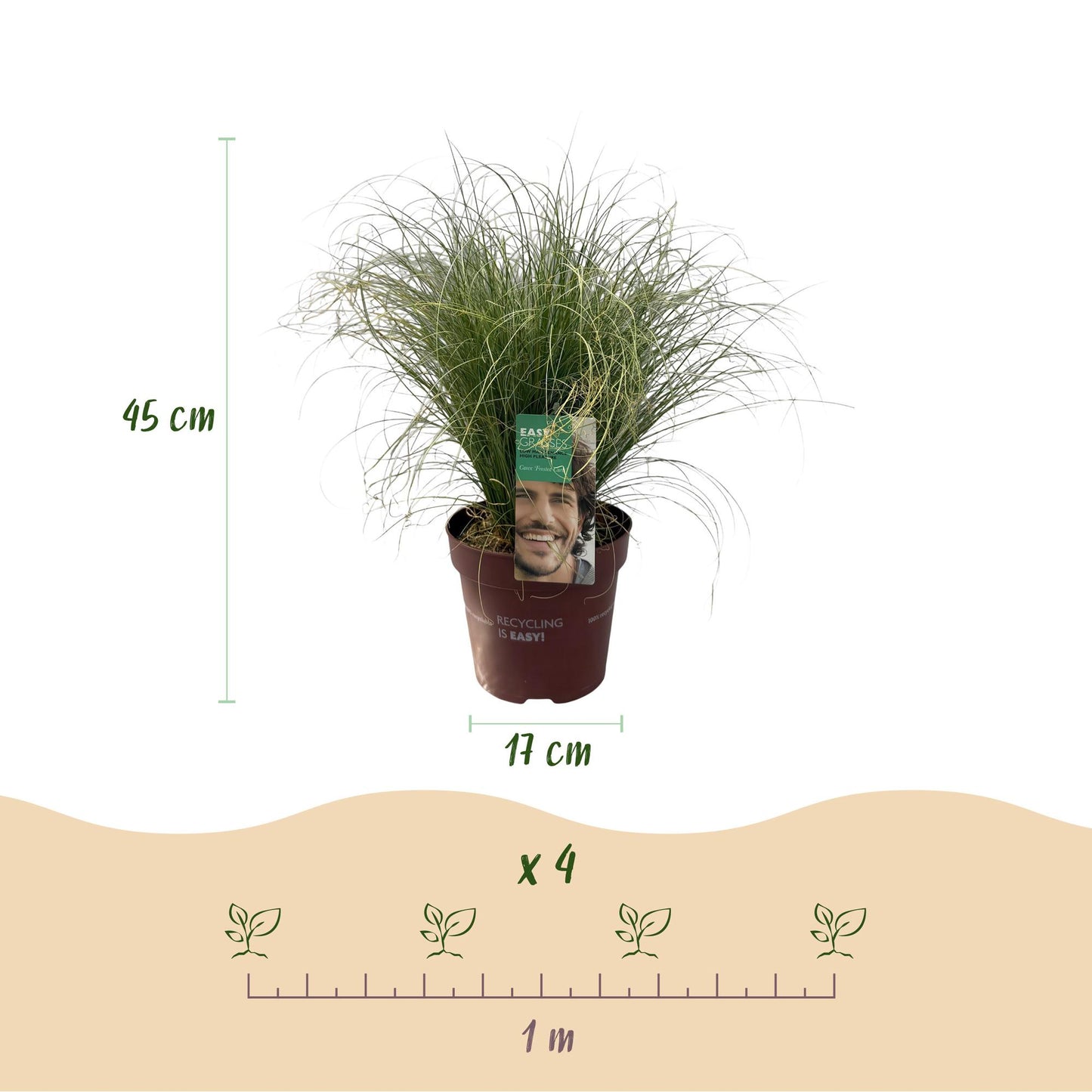 Prydnadsgräs – Carex comans 'Frosted Curls' – Grön – 2 plantor – Vintergröna – Lättskött – Kruka Ø17 cm Höjd 50 cm