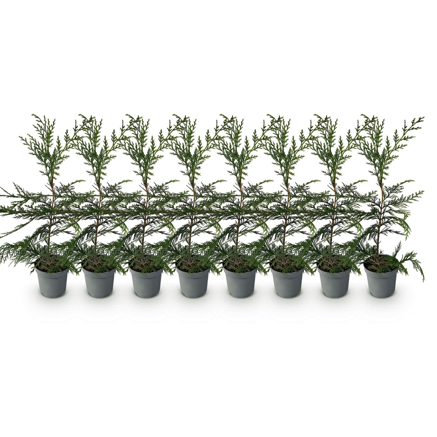 Cupressocyparis leylandii – 8 stk. – Grøn hækplante – Dækker 1 meter – Højde 35-40 cm – Potte Ø9 cm