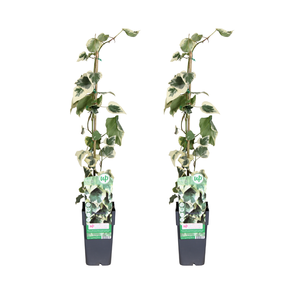 Hedera colchica Dentata Variegata - 2 st - Ø15cm - ↕65cm
