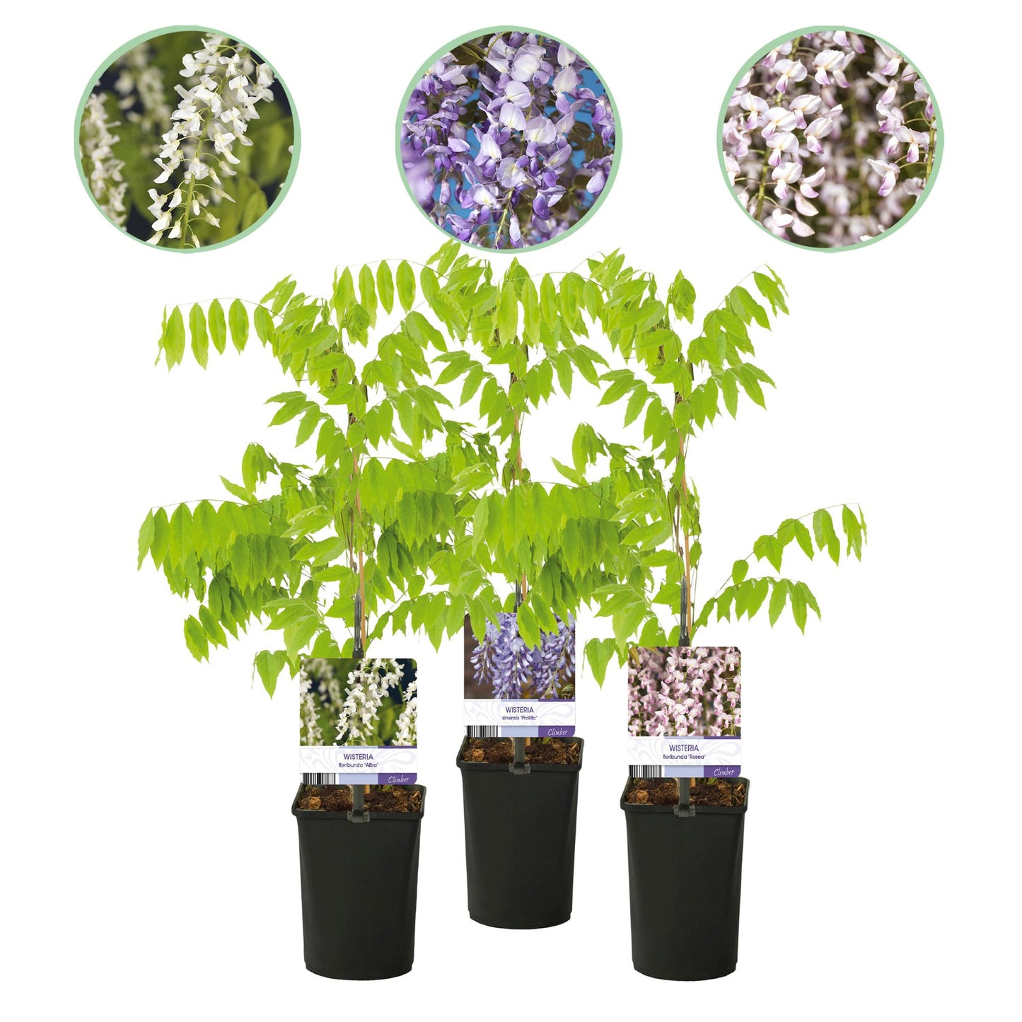 Blue Rain - Wisteria floribunda Tricolor - Blomster Blå Pink Hvid - 3 planter - Potte 11cm Højde 40cm
