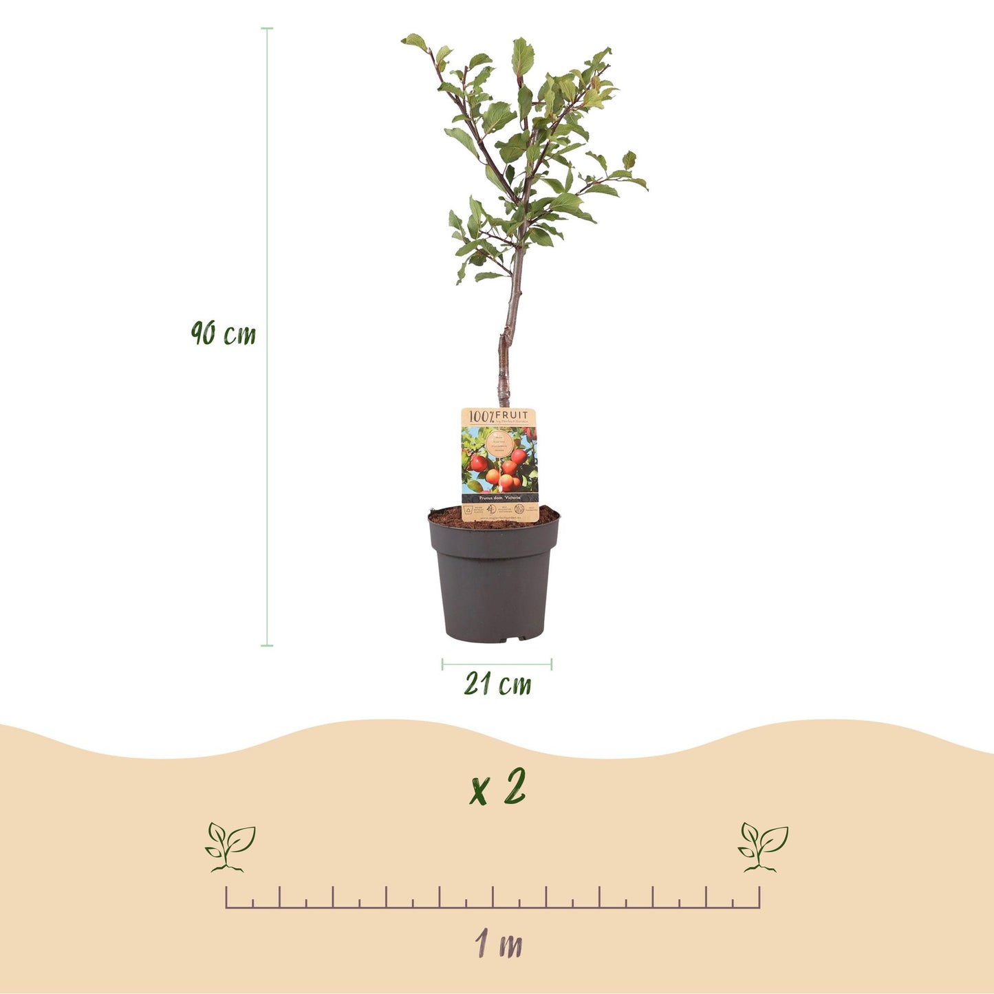 Fruit Plant - Plum Tree - Prunus domestica Victoria - Red Plum - Pot 21cm Height 90cm