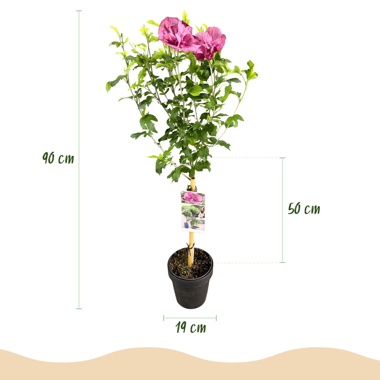 Hibiscus syriacus 'Magenta Chiffon®' – Stem plant – Deciduous terrace plant – Pot 19 cm – Height 90 cm