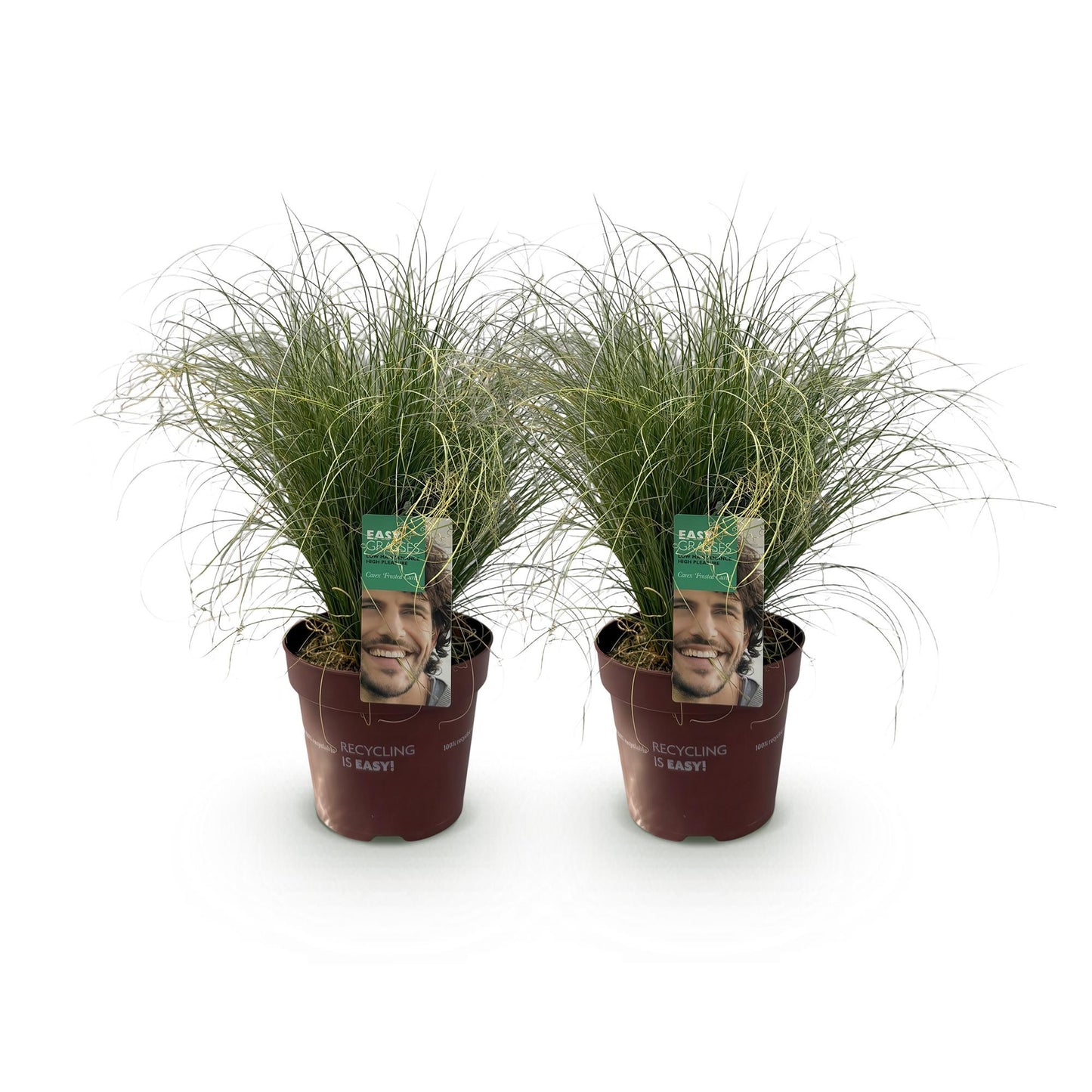 Prydnadsgräs – Carex comans 'Frosted Curls' – Grön – 2 plantor – Vintergröna – Lättskött – Kruka Ø17 cm Höjd 50 cm