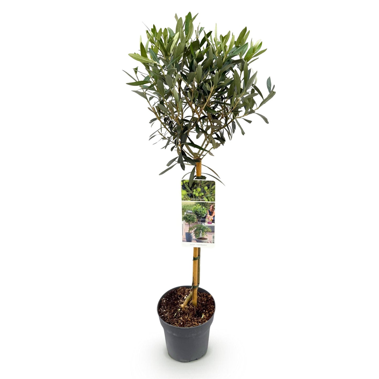 Garden plant - Olea Europaea - Plant on stem - Terrace plant - Leaf-bearing - Easy maintenance - Pot 19cm Height 90cm