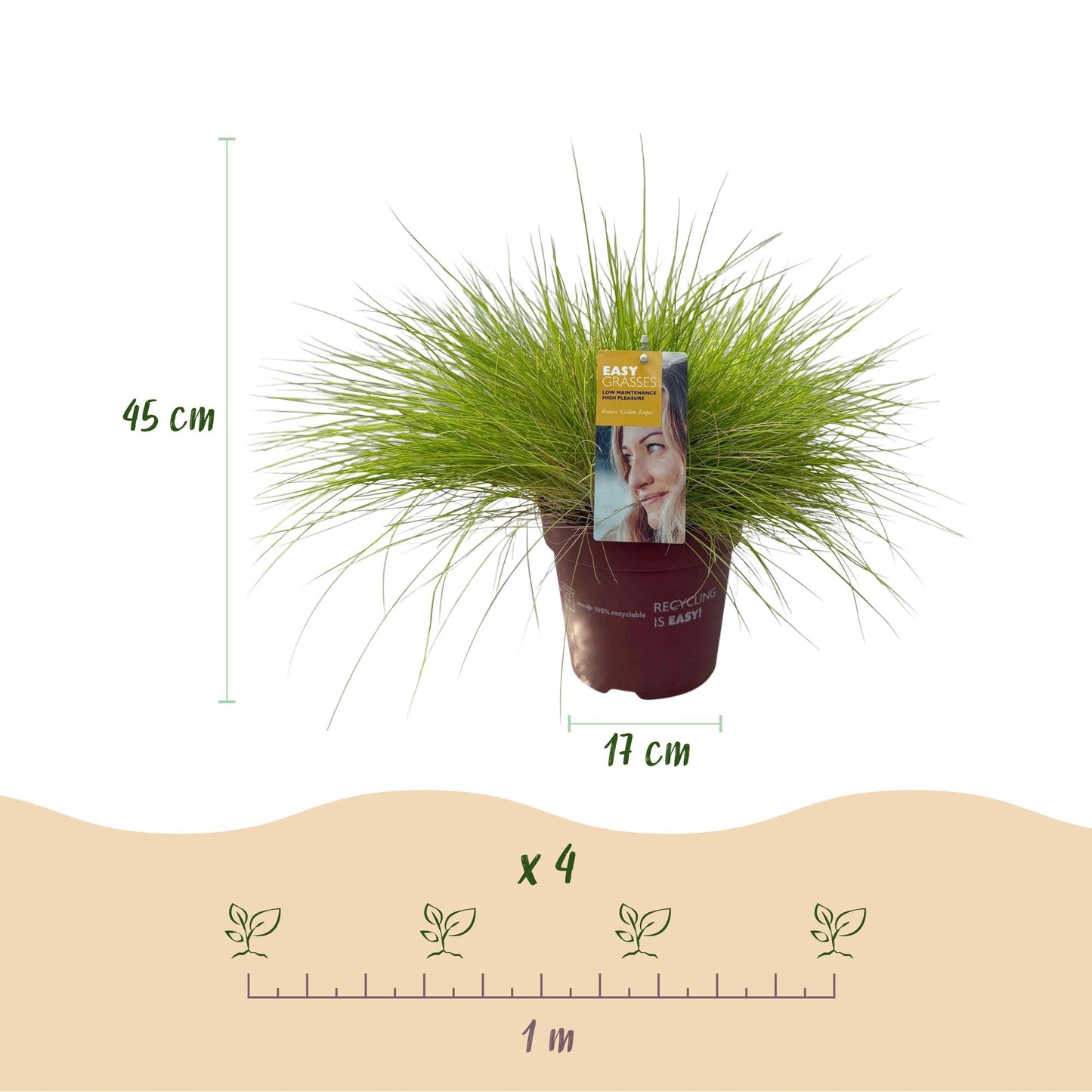 Sivgræs - Festuca glauca Golden Toupee - Gul - 4 Planter - Bladholdende - Let Vedligeholdelse - Potte 17cm Højde 50cm