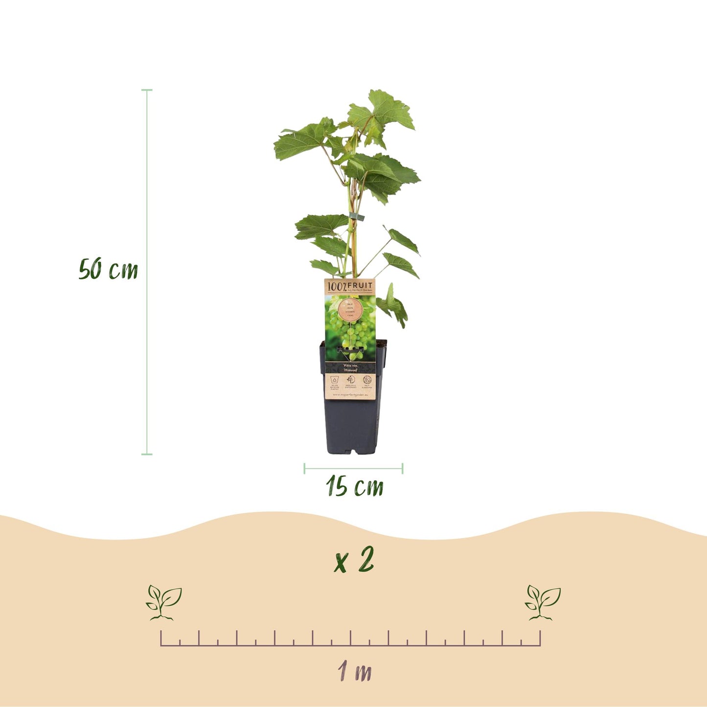 Fruit Plant - Purple & White Grapes - Vitis vinifera Vanessa & Himrod - Stone Free - 2 Plants - Pot Ø15 cm Height 50 cm