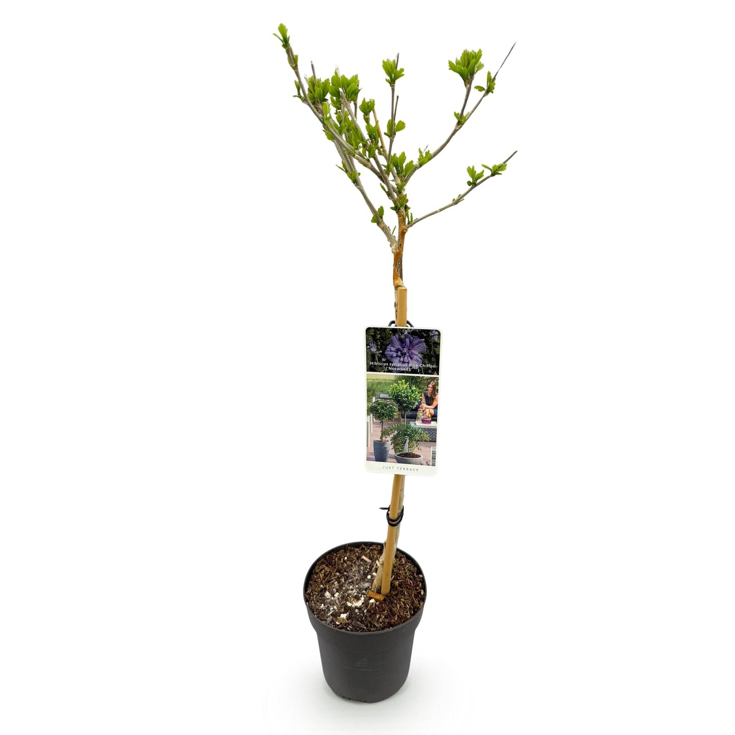 Garden Plant - Hibiscus Syriacus Blue Chiffon® - Plant on Stem - Patio Plant - Deciduous - Easy Maintenance - Pot 19cm - Height 90cm