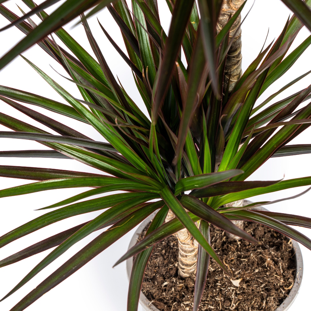 Dracaena Marginata Magenta – Ø19 cm – Höjd 70-90 cm