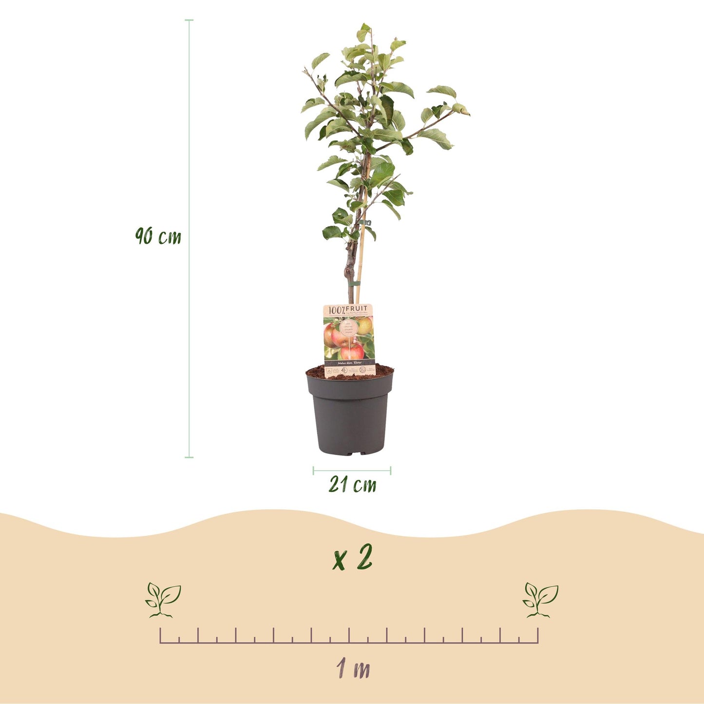 Frugtplante - Appeltræ - Malus domestica Elstar - Rød-grøn Appel