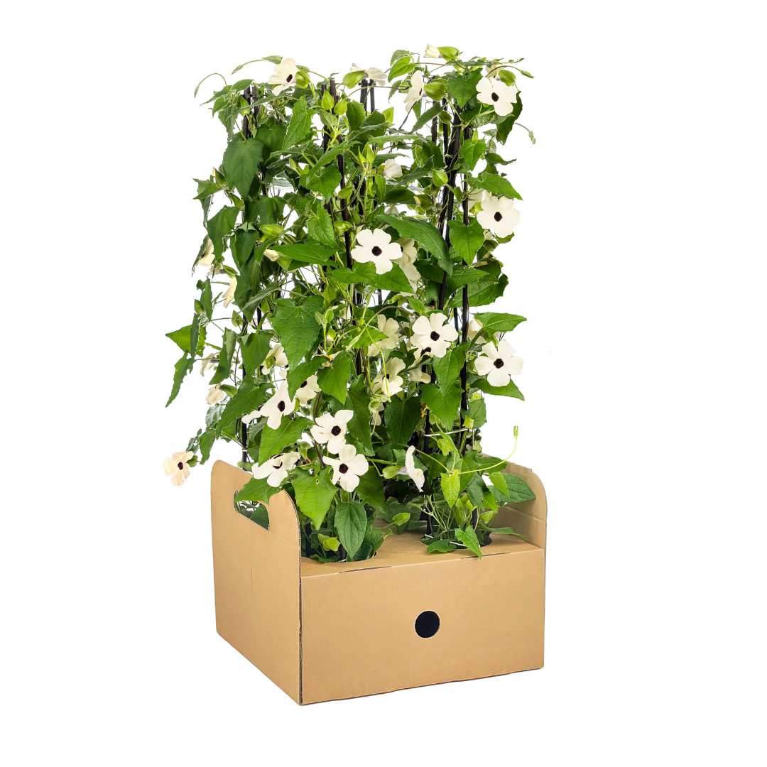 Thunbergia alata Sunny Susy White Ø13 cm - ↕60 cm