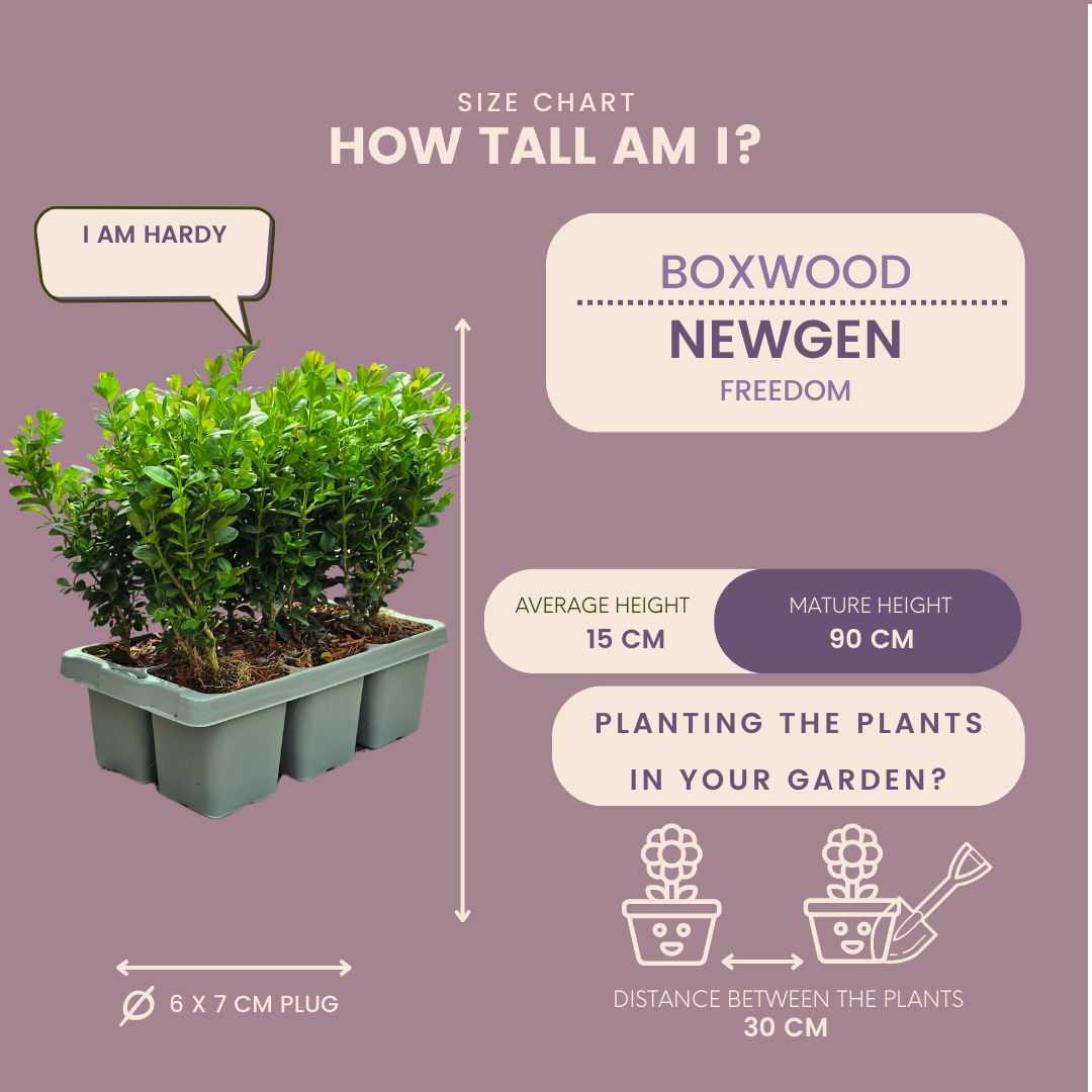8 x 6-pack Buxus NewGen Freedom – Vinterhärdiga vintergröna buskar – 48 x Ø7 cm – Höjd ca 15 cm | Kompakt buxbom
