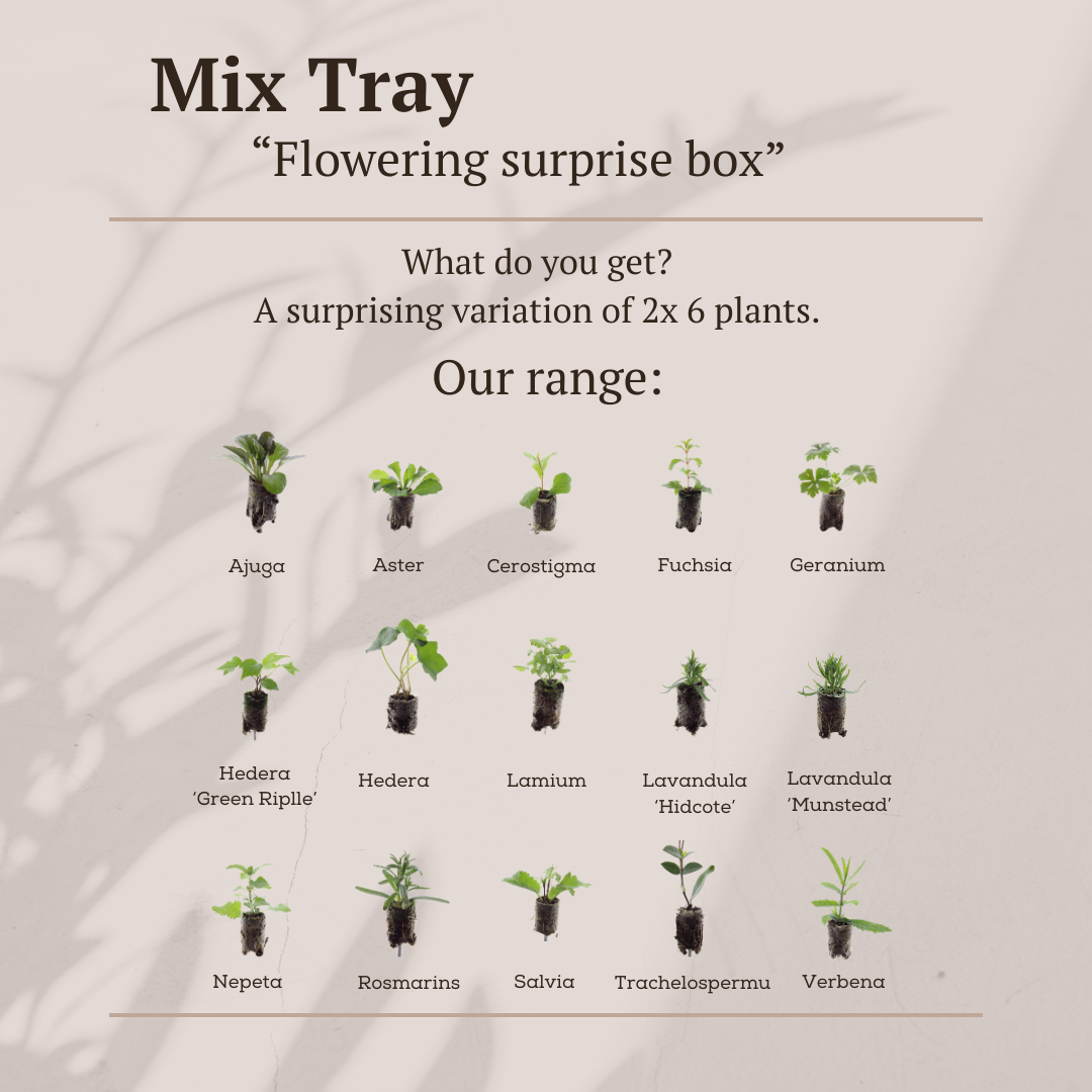 Mix Tray – 12 Plugs | Lad Dig Overraske Af En Farverig Planteblanding!