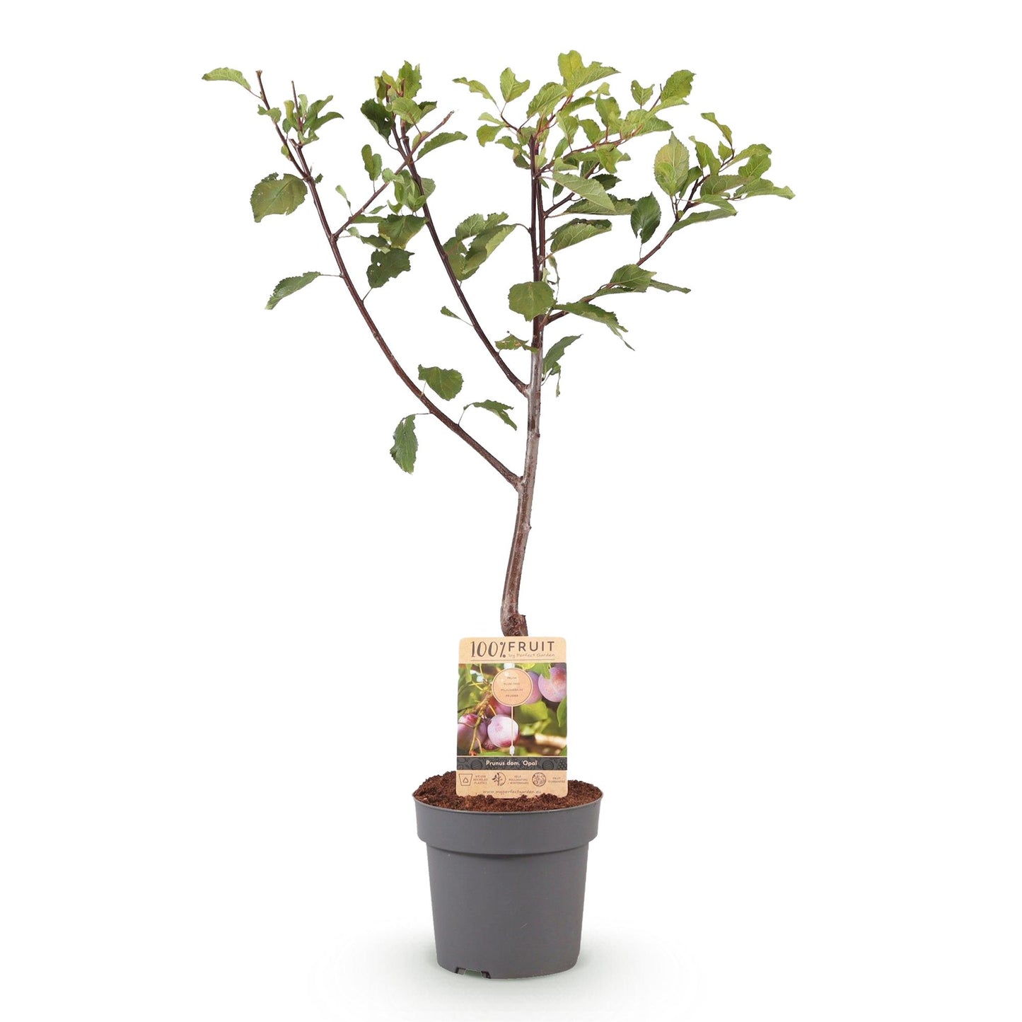 Fruit plant – Plum tree – Prunus domestica 'Opal' – Yellow-red fruit – Pot 21 cm – Height 90 cm