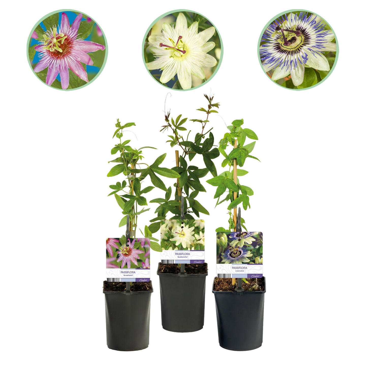 Passionsblomma - Passiflora Tricolor - Blomma Rosa Vit Lila - Lättskött - 3 plantor - Kruka 11 cm Höjd 40 cm