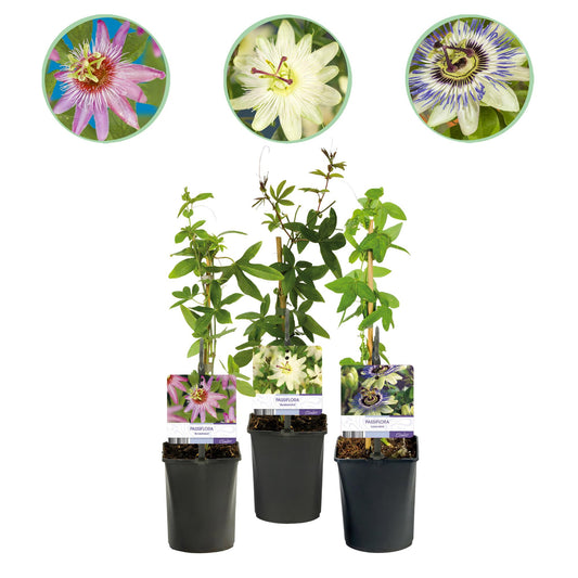 Passionsblomst - Passiflora Tricolor - Blomst Pink Hvid Lilla - Lav vedligeholdelse - 3 planter - Potte 11 cm Højde 40 cm