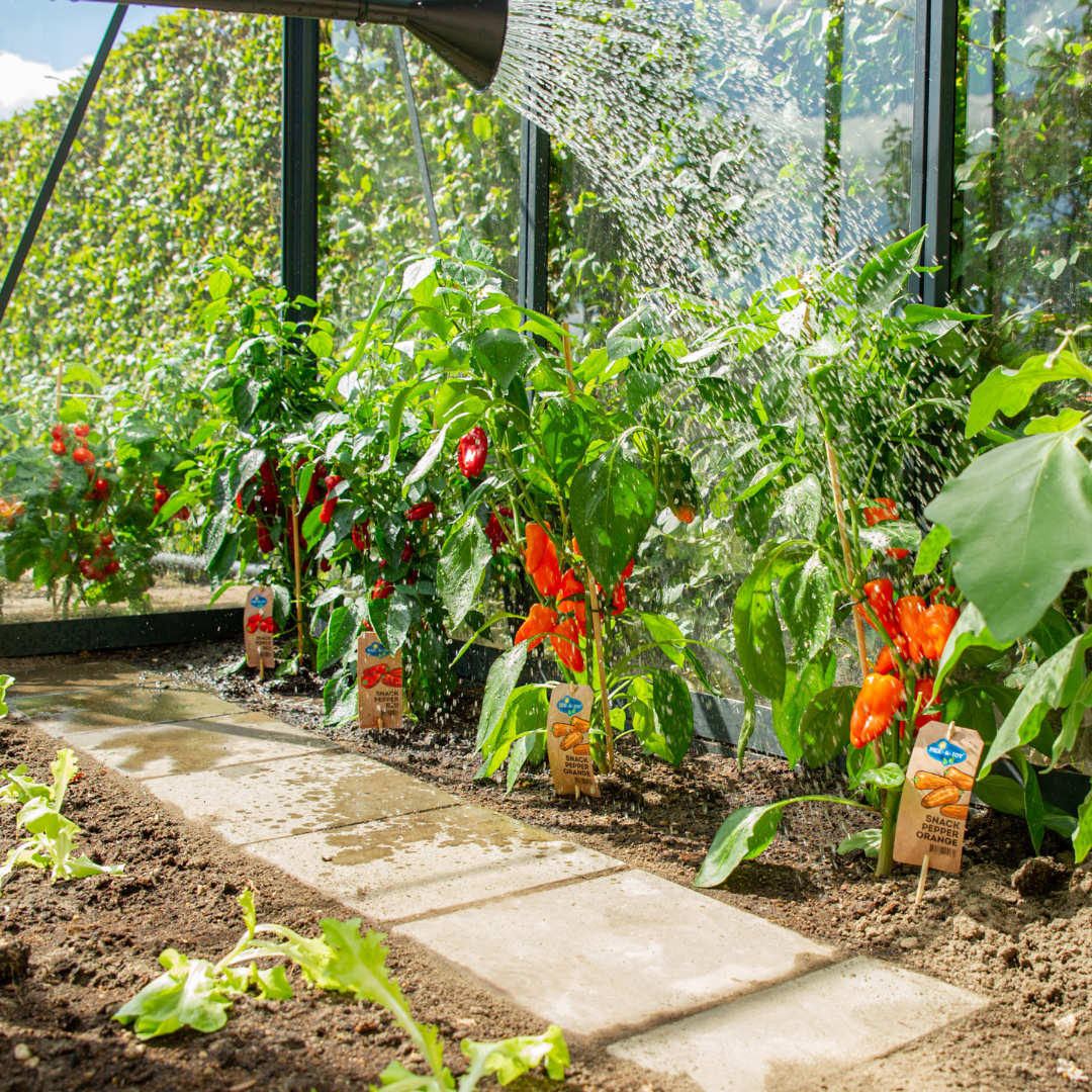 Rød høstgrøntsagsmix – 3 planter: Cherrytomat, rød snackpeber & rød chilipeber – Ø14 cm – Højde 45 cm
