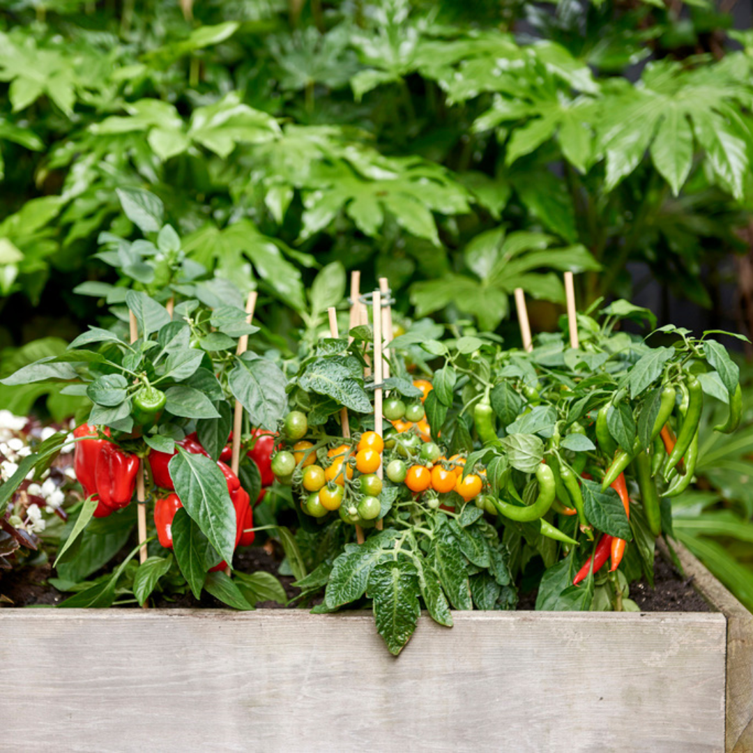 Rød høstgrøntsagsmix – 3 planter: Cherrytomat, rød snackpeber & rød chilipeber – Ø14 cm – Højde 45 cm