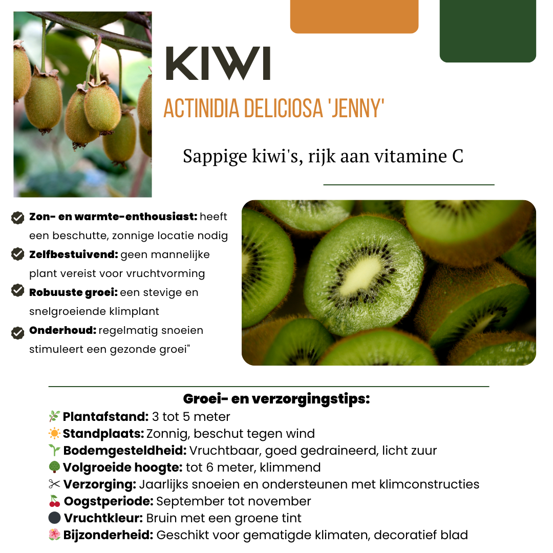 Summer Fruits" BIO Frugtplanter Mix Sæt med 4 forskellige typer