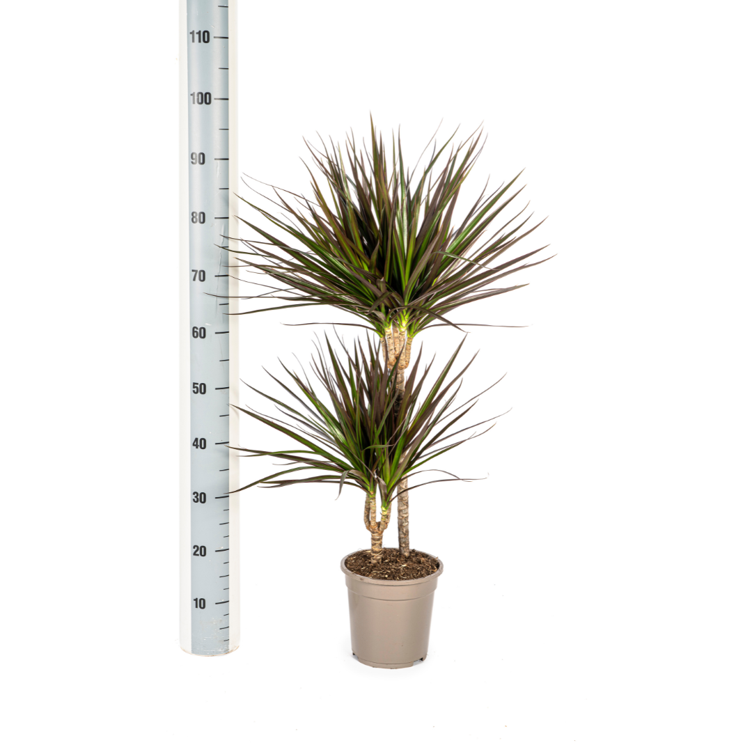 Dracaena Marginata Magenta – Ø19 cm – Höjd 70-90 cm