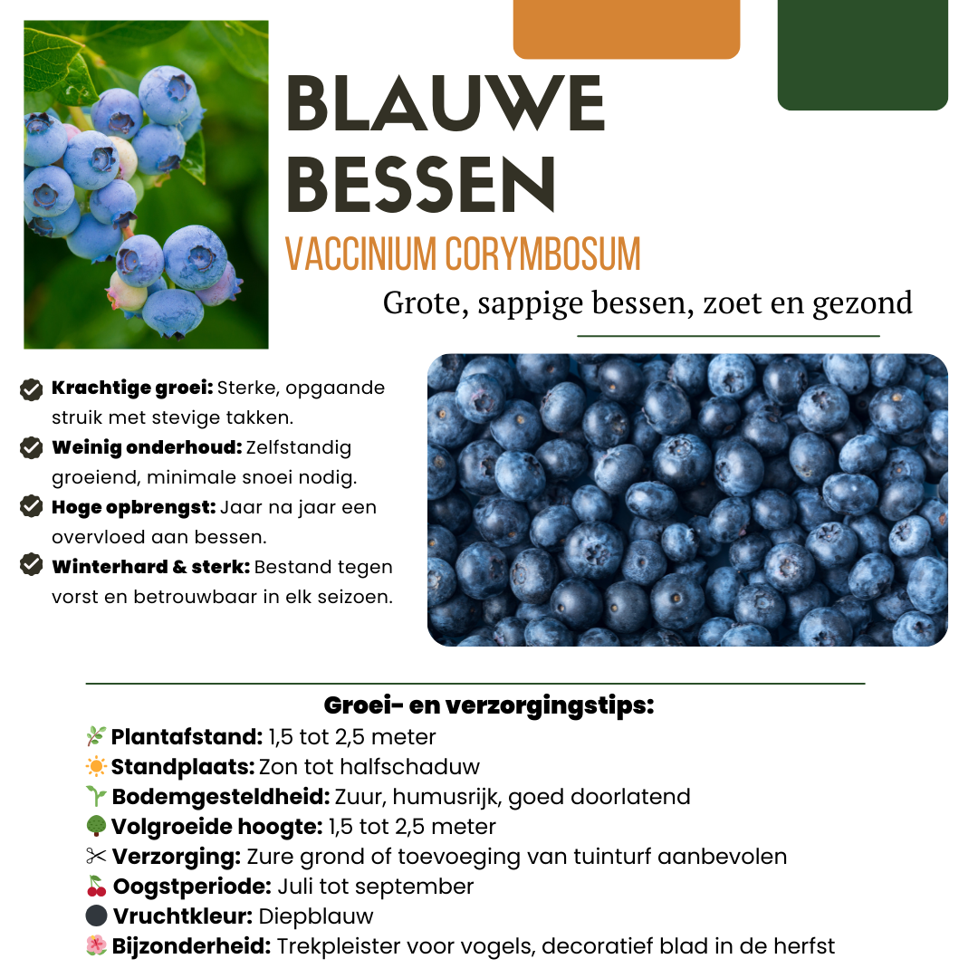 Summer Fruits" BIO Frugtplanter Mix Sæt med 4 forskellige typer