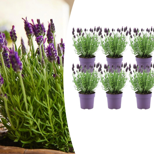 6x Lavandula stoechas Anouk® - 12 cm potte - Sæt med 6 franske lavendler