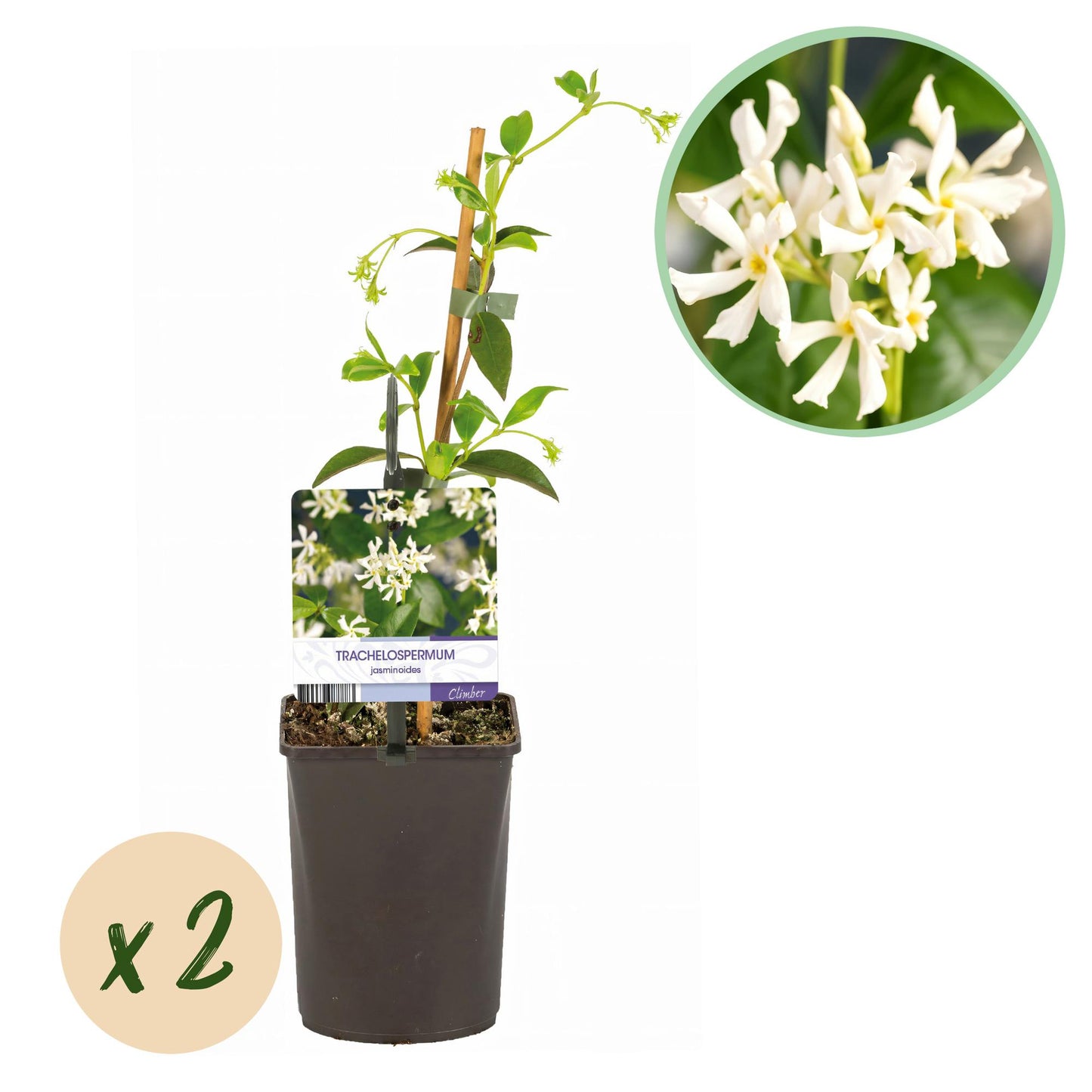 Trachelospermum jasminoides – Tuscan jasmine – 2 plants – Green leaves – White flowers – Pot Ø11 cm – Height 40 cm