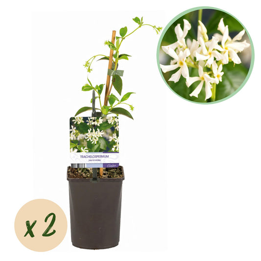 Trachelospermum jasminoides – Toscansk jasmin – 2 planter – Grønbladet – Hvide blomster – Pot Ø11 cm – Højde 40 cm