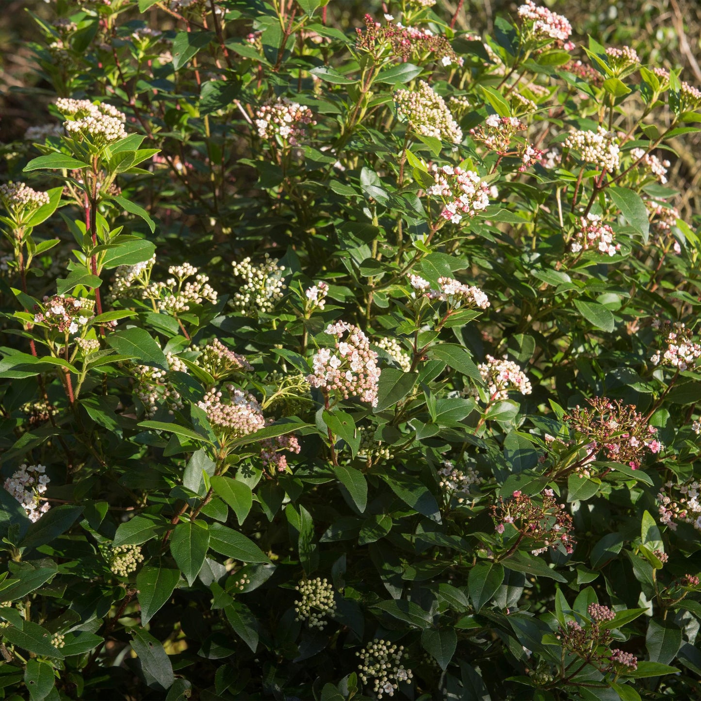 Tuinplante - Viburnum Tinus Eve Price - Plante På Stamme - Terrasseplante - Vintergrøn - Let Vedligehold - Potte 19cm - Højde 90cm