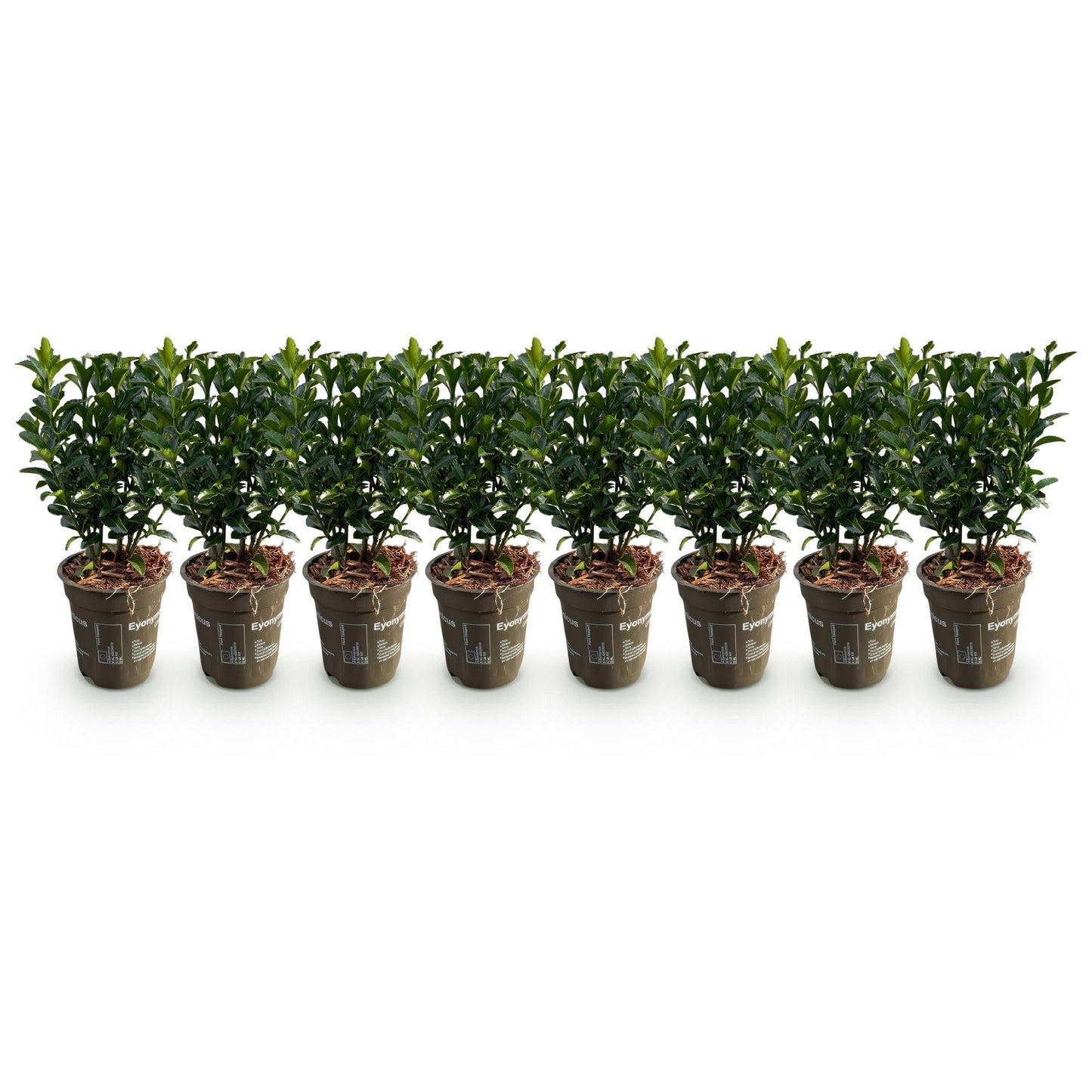 Häckväxt – Euonymus japonicus Grön Grodd – 8 Plantor – 1 Löpmeter – Vintergrön – Kruka 9 cm – Höjd 20-25 cm
