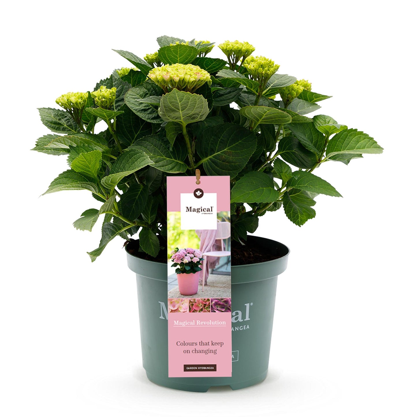 Uteplatsväxt - Hortensia - Hydrangea Magical Revolution Pink - Rosa - 6-10 blommor - Kruka Ø23 cm Höjd 55 cm