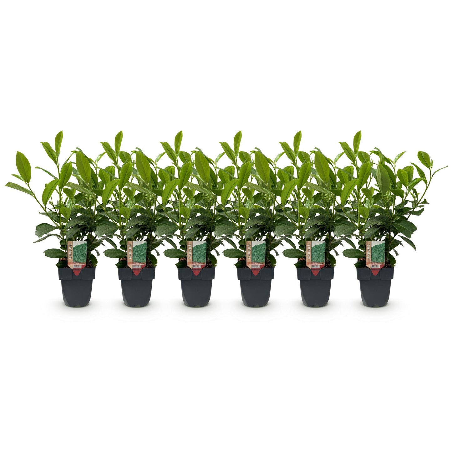 Prunus laurocerasus 'Rotundifolia' – 6 stk. stedsegrønne hækplanter – Dækker 1 meter – Højde 50 cm – Pot Ø17 cm