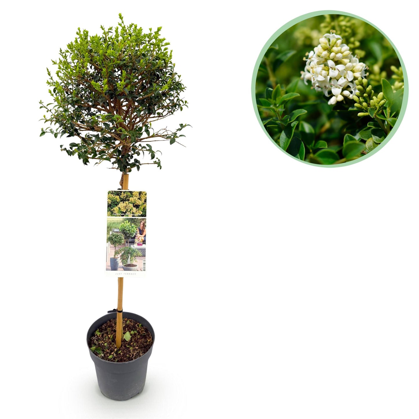 Trädgårdsväxt – Ligustrum delavayanum – Stjälkväxt – Uteplatsväxt – Vintergrön – Lättskött – Kruka Ø19 cm Höjd 90 cm